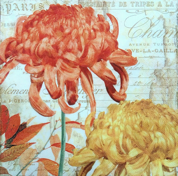 CHRYSANTHEMES ORANGE-YELLOW