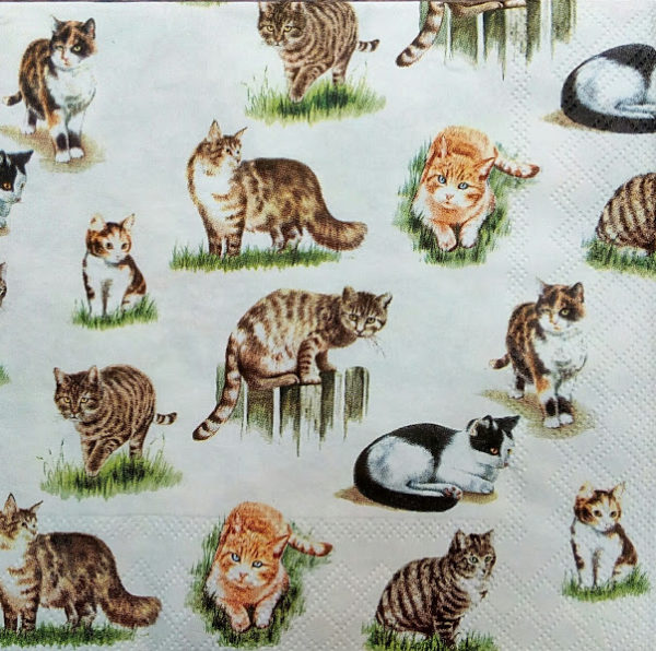 LOVELY CATS