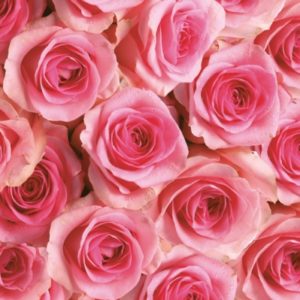 PINK ROSES BACKGROUND