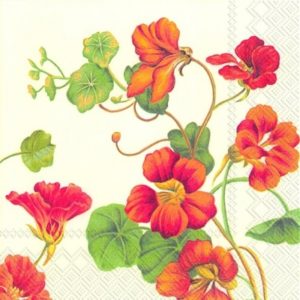 NASTURTIUM CREAM