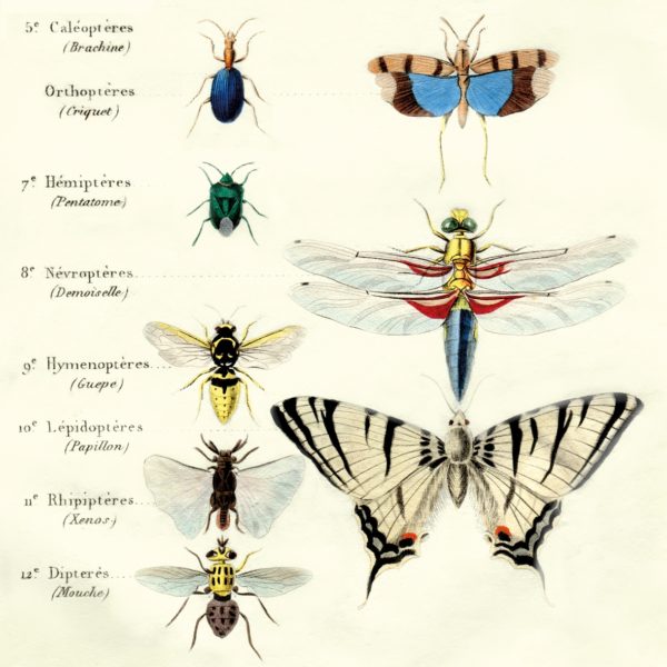 ANTIQUE BUTTERFLIES