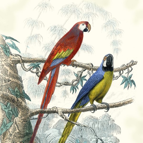 ANTIQUE PARROTS