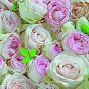 LOVA ROSA