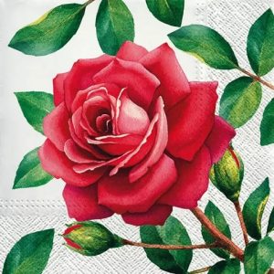 SPECIAL ROSE