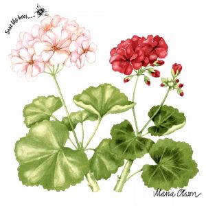 GERANIUM