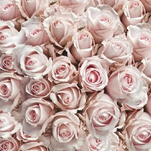 PASTEL ROSES