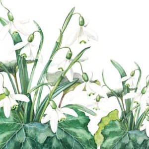 SNOWDROPS WHITE