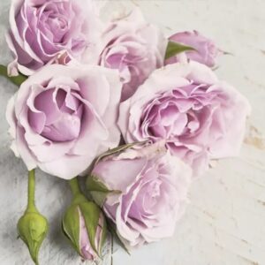 LIGHT PINK ROSES WITH BUDS