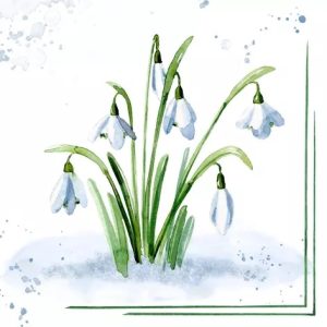 SNOWDROPS
