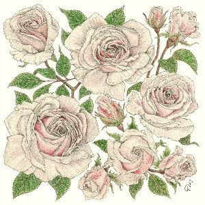 GRAPHIC ROSES