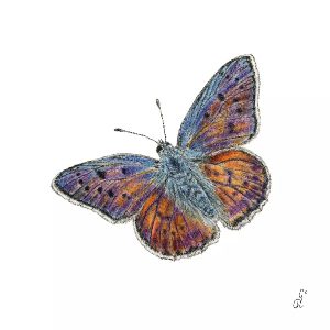 PAPILLON WHITE